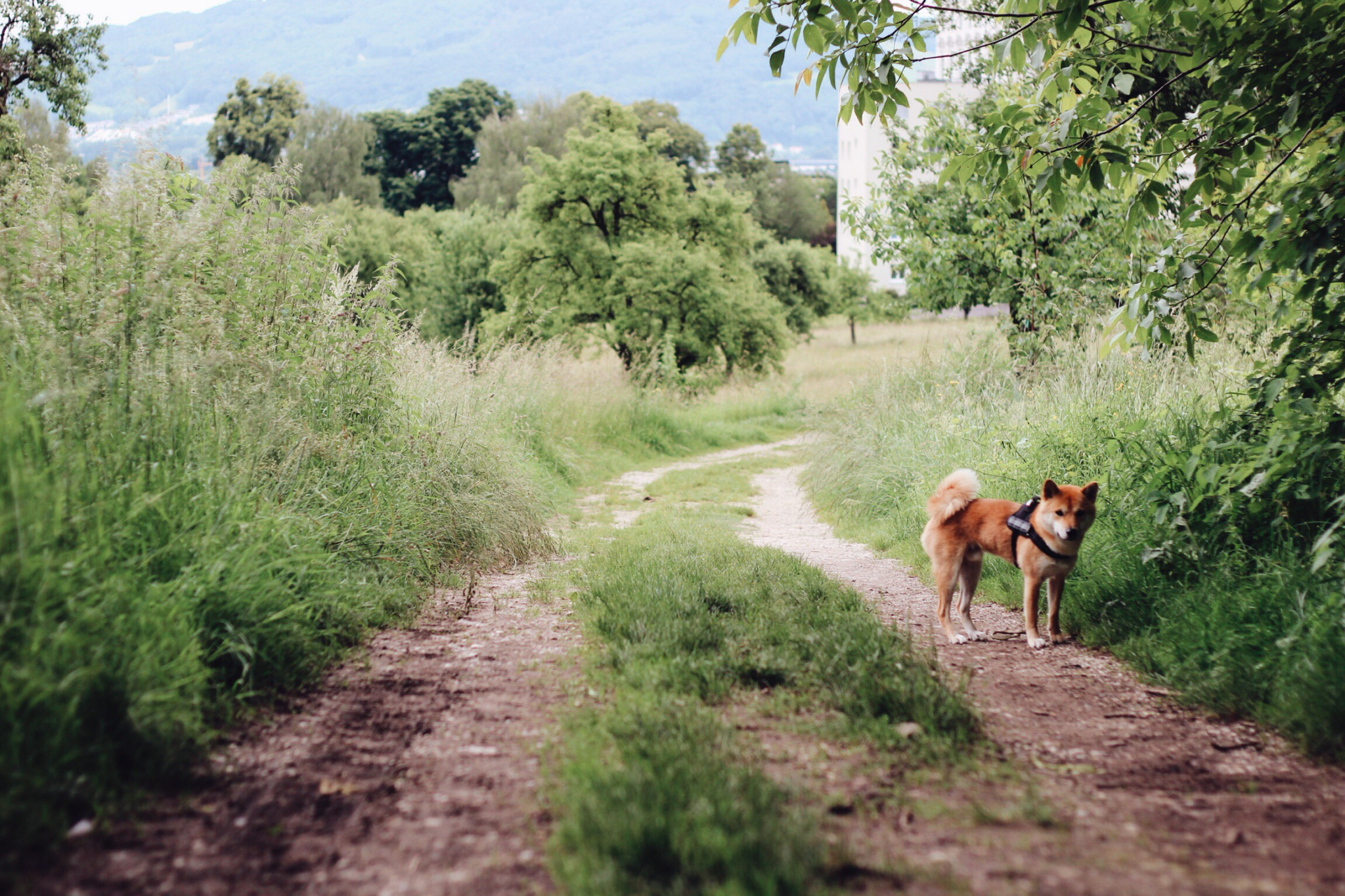 Pöstlingberg Wandern mit Hund