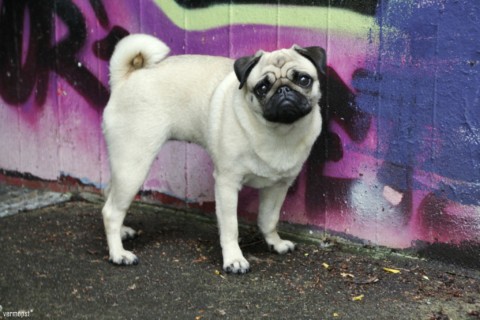 Hund Graffiti Fotografie
