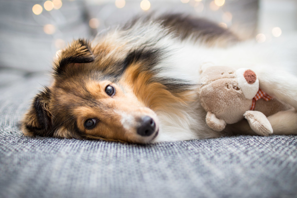 Hund mit Lichterkette fotografieren - Tipps