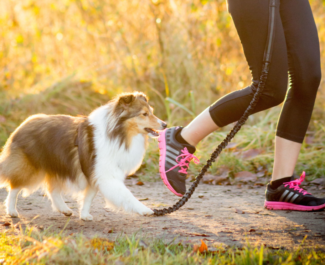Joggingleine für Hunde Erfahrungen