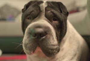 Kingston Kastration Shar Pei Hund Verdacht Krebs Hunde Diagnose 2 Jahre Hilfe Liebe Tierarzt Hundeblog Malous Rabaukenbande MMW Tagebuch aus dem Leben Daumen drücken Irritation