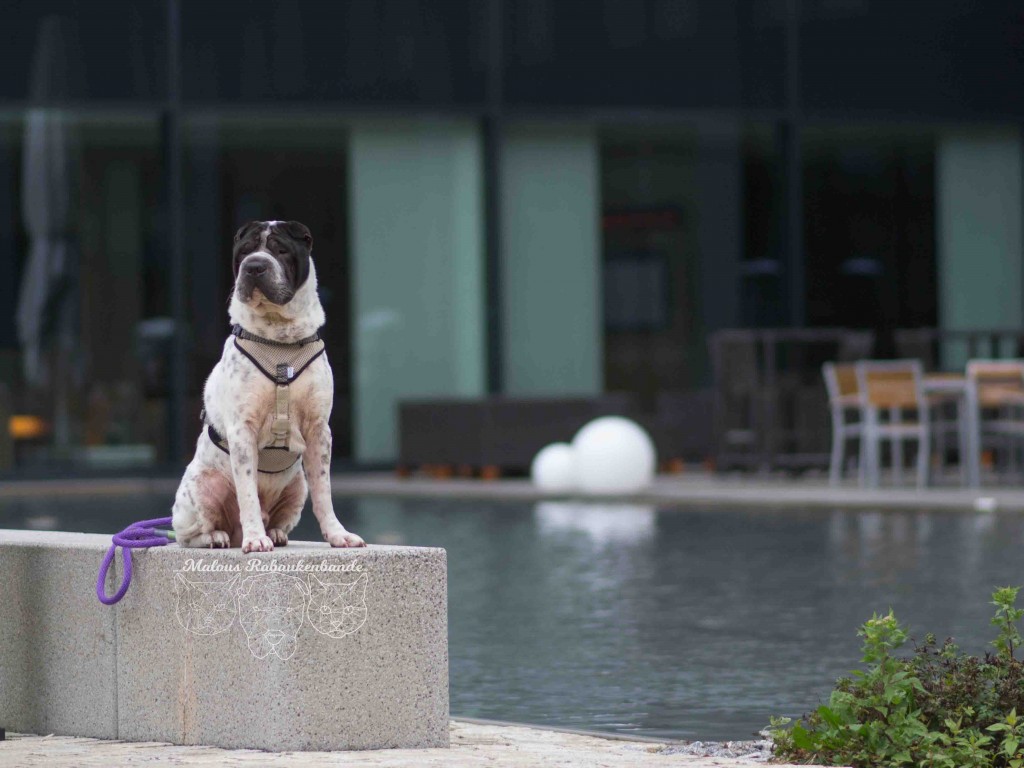 Kingston Lufthansa Hotel Hundeblog Reise Arbeit mit Hund Test Joggen Sport Gesundheit Reinigung Kater Beziehung Shar Pei Ruede