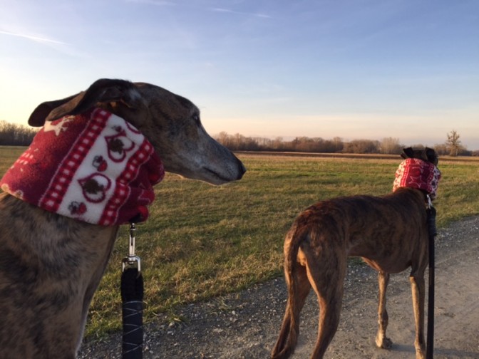 Weihnachts DIY Loop für den Hund miDoggy Community