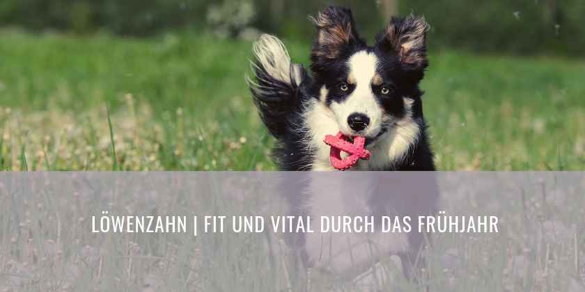 Löwenzahn Fit und vital durch das Frühjahr miDoggy Community