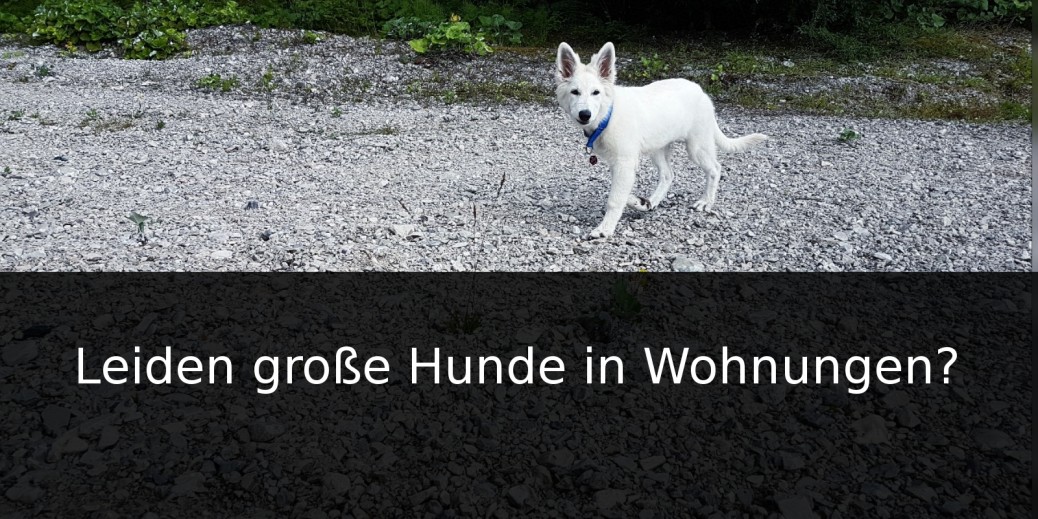 Leiden große Hunde in Wohnungen? miDoggy Community