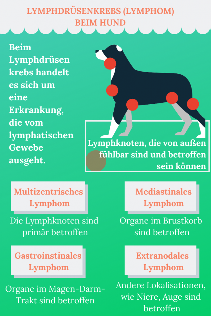 lymphdrüsenkrebs hund endstadium symptome