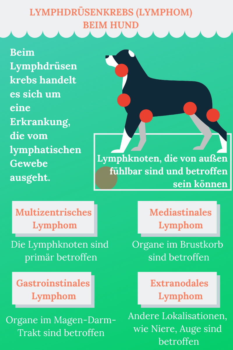 Lymphdrüsenkrebs beim Hund miDoggy Community