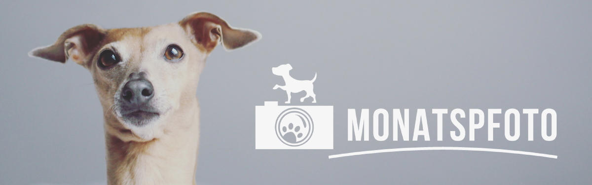 Monatspfoto miDoggy Blog Community für Hunde