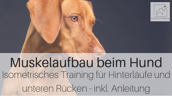 Muskelaufbau Hund Isometrisches Training für Hinterläufe und Rücken