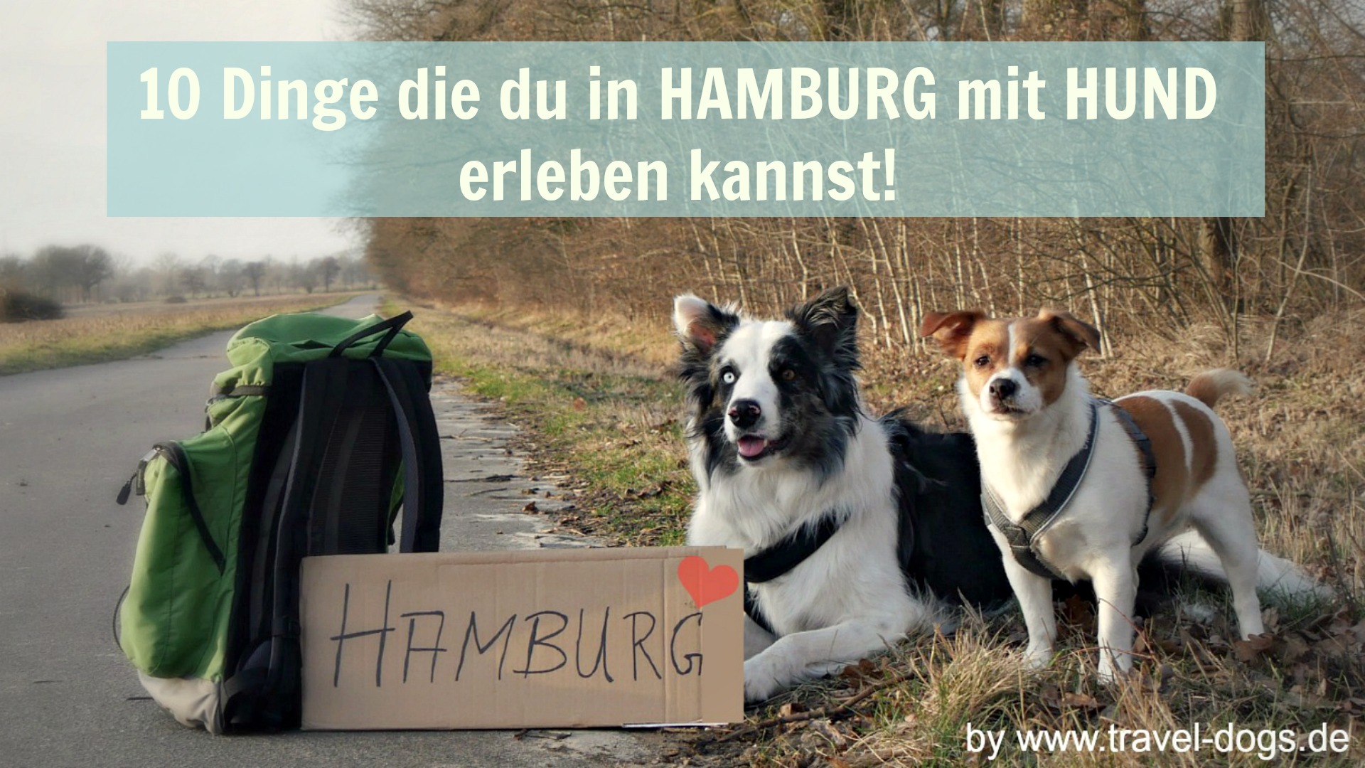 10 Dinge, die Du in Hamburg mit Hund erleben kannst