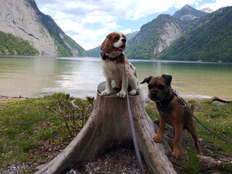 Urlaub mit Hund im Salzburger Land Teil 2 miDoggy Community