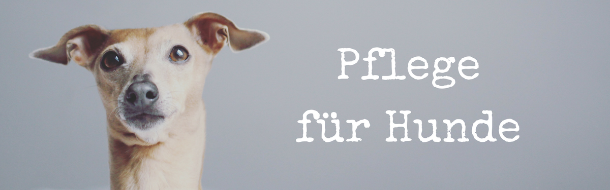 Pflege für Hunde die besten Tipps und Tricks für einen gesunden Hund