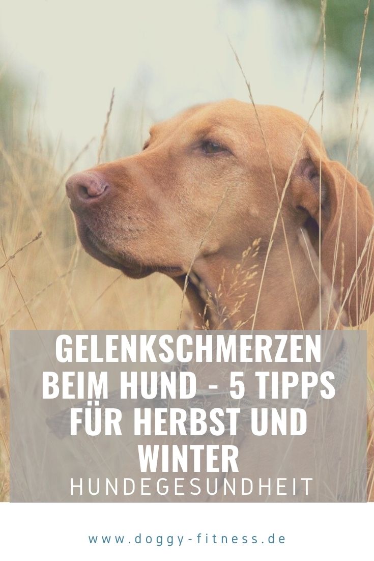 Pinterest Doggy Fitness II gelenkschmerzen hund a..