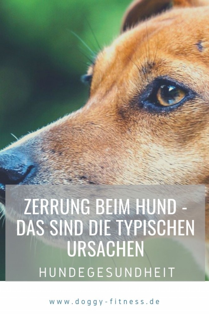 Zerrung beim Hund wie sie entsteht, was es bedeutet und wie man sie