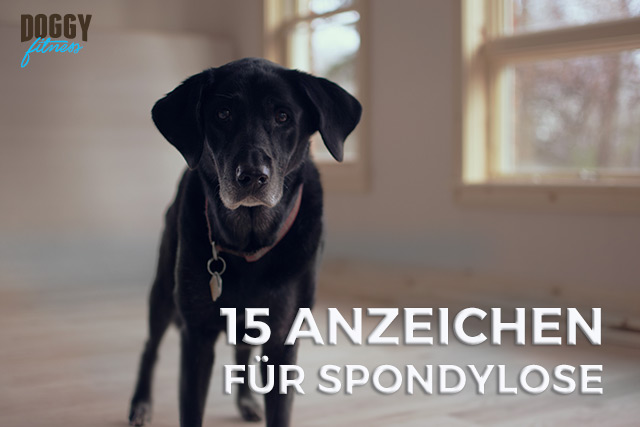 Anzeichen für Spondylose beim Hund