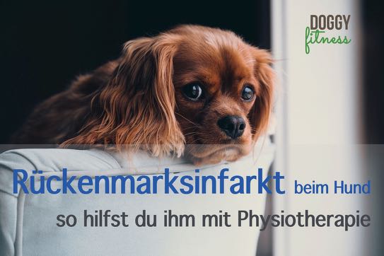 Rückenmarksinfarkt beim Hund so hilfst du ihm mit Physiotherapie