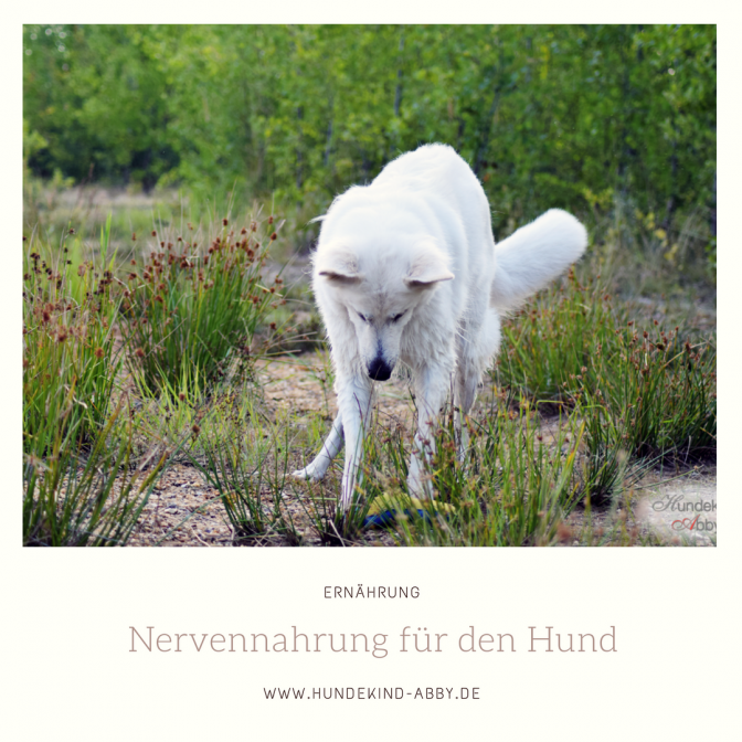 DER SELBSTTEST NERVENNAHRUNG FÜR DEN HUND WERBUNG miDoggy Community