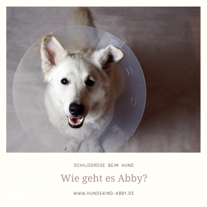 Schilddrüsenunterfunktion beim Hund Archive miDoggy Community