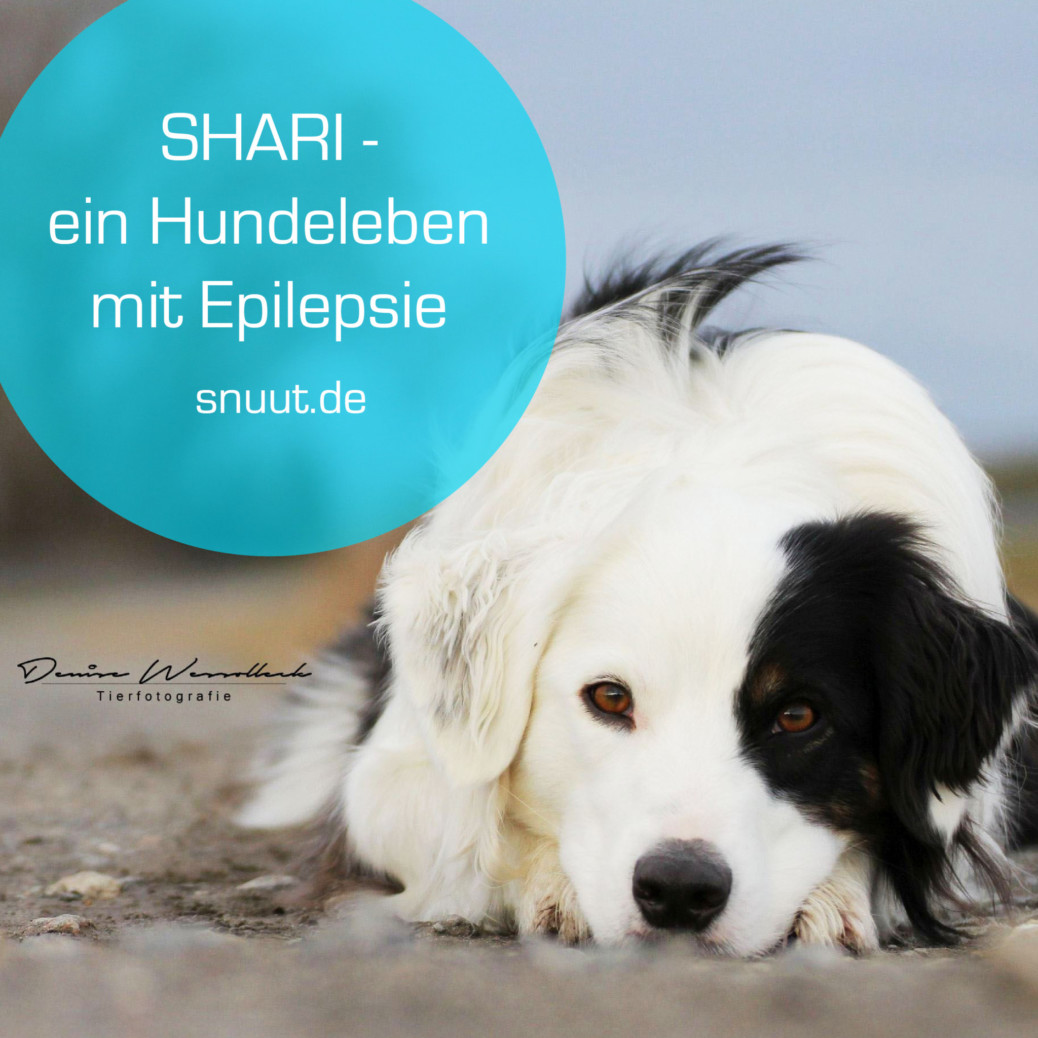 Shari ein Hundeleben mit Epilepsie miDoggy Community