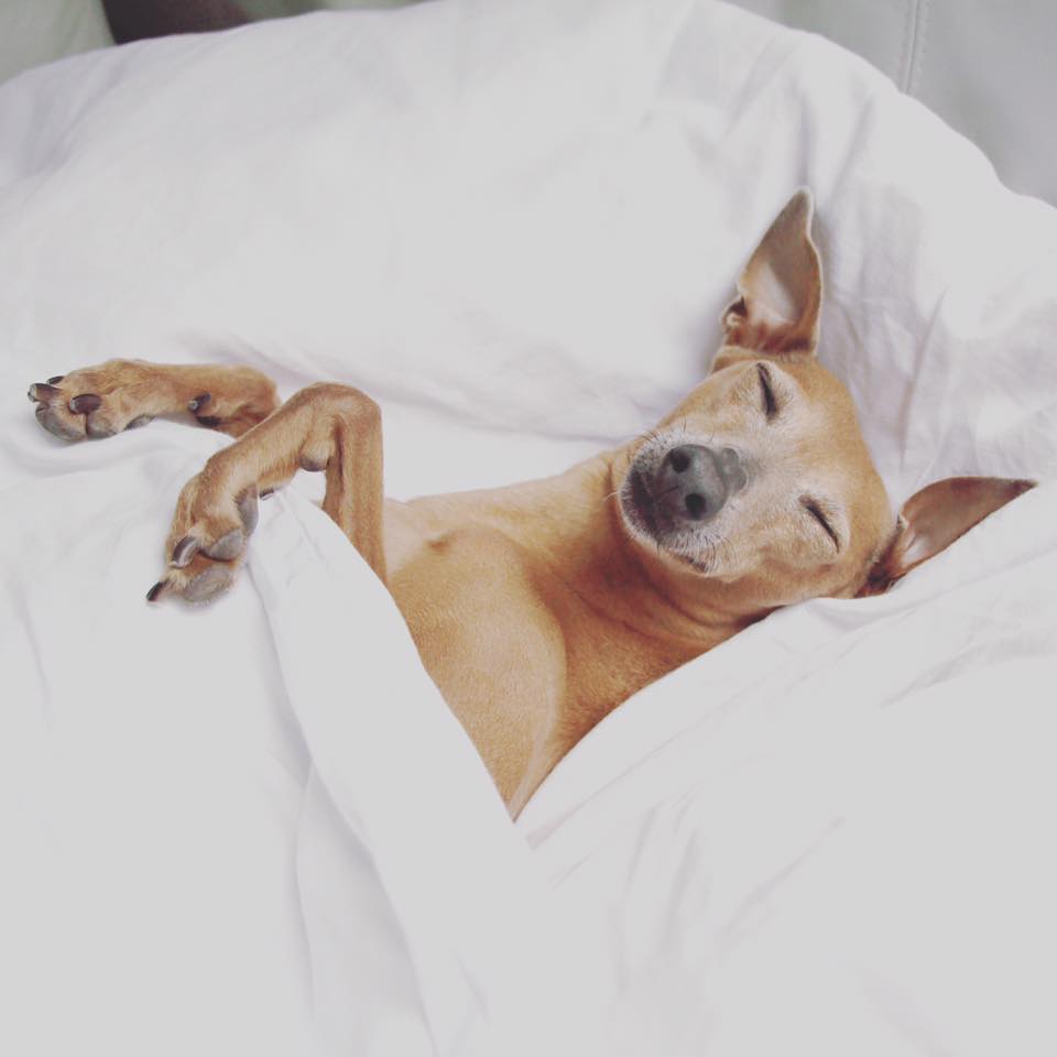 Warum Hunde im Bett schlafen sollten