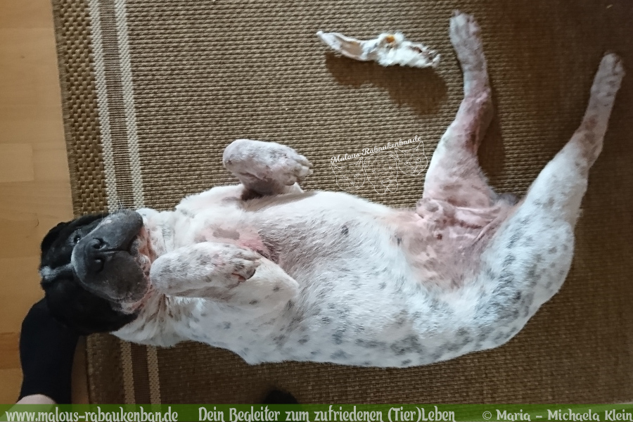 Spielen oder Fressen Shar Pei Blog-Hunde themen Urlaub mit Hund in Oberbayern Spielaufforderung getrocknetes Fleisch