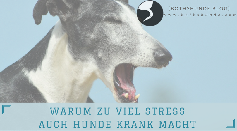 hunde stress symptome