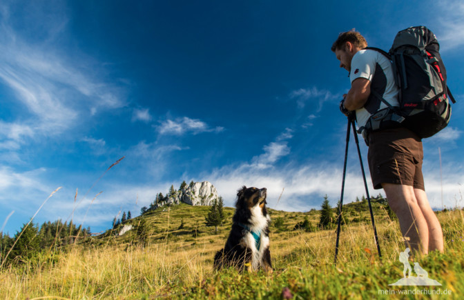Fünf Tipps, um euren Hund fit fürs Wandern zu bekommen miDoggy Community