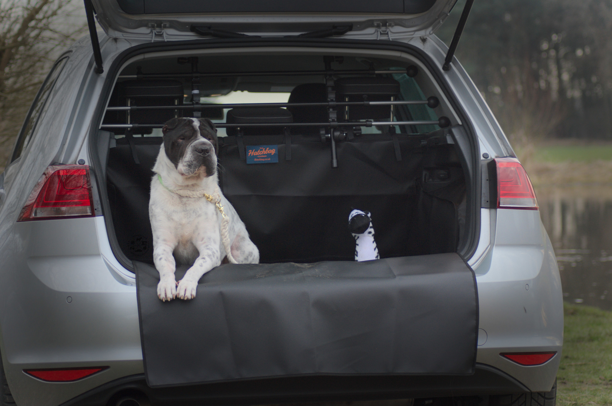 Test Hund Hundeblog Shar Pei Kingston Malous Rabaukenbande Tiere Tierblog Kofferraum lining Schmutz car Auto Golf VW