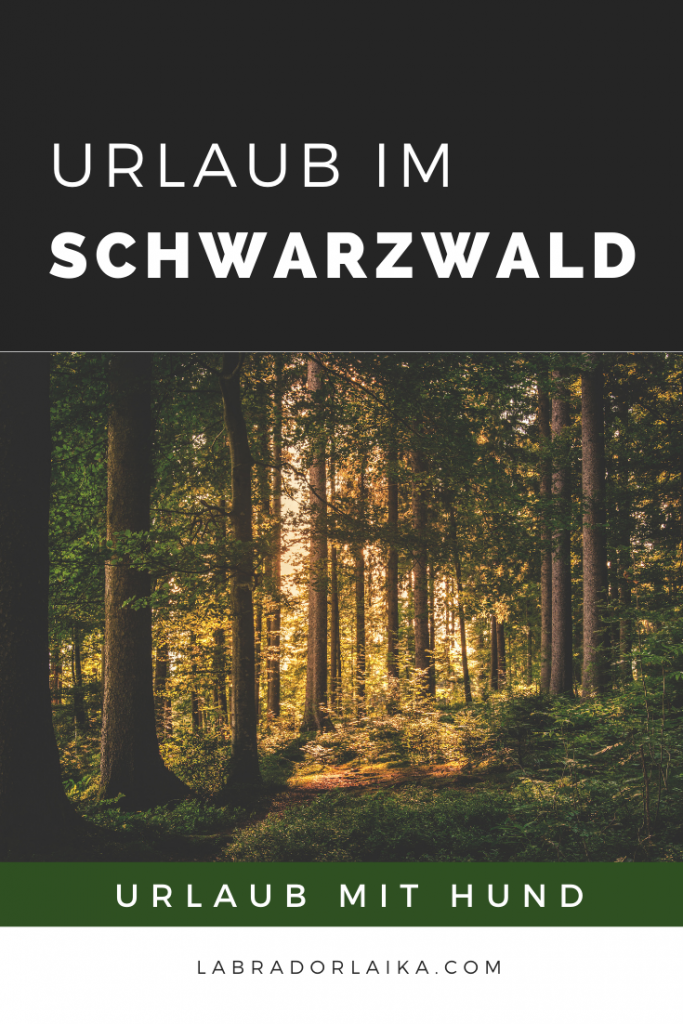 Urlaub im Schwarzwald mit Hund miDoggy Community