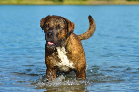 Waterdog Hund Wasser Fotografie