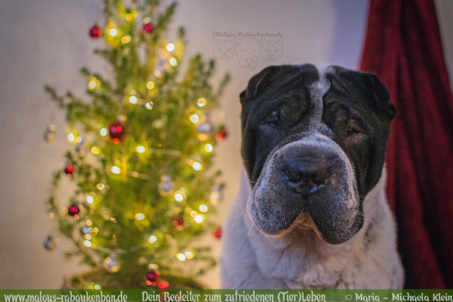 Weihnachten mit Hund Geschenke Tipps fuer Hunde Liebhaber Gewinnspiel Verlosung-Tier Blog Rabaukenbande Begleiter zum zufriedenes Leben mit Katzen Shar Pei