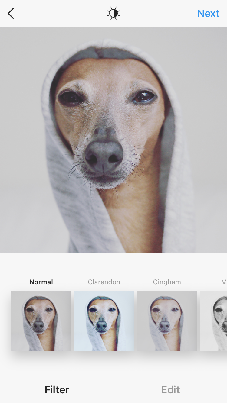 Wie bekomme ich schöne Fotos von meinem Hund mit Instagram Filtern?