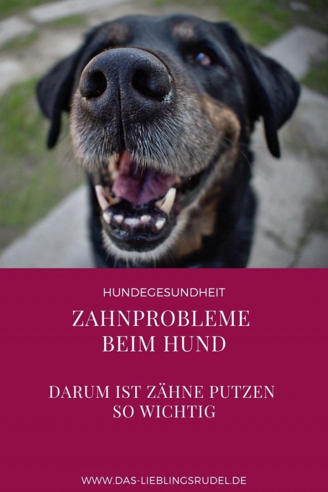 Zahnfleischentzündung Archive miDoggy Community