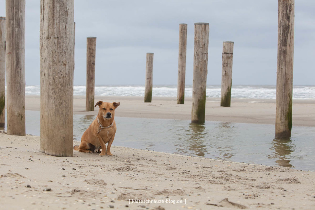 Sint Maartenszee Strandurlaub mit Hund in Nordholland miDoggy Community