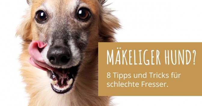 Mäkeliger Hund? 8 einfache Tipps und Tricks für schlechte Fresser