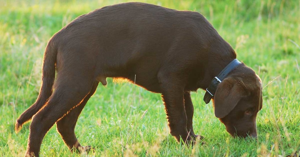 Warum frisst ein Hund Gras?