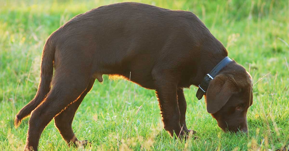Warum frisst ein Hund Gras?