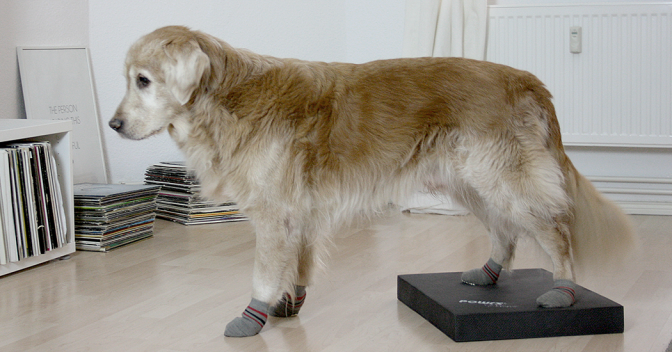 Muskelaufbau beim Hund mit dem Balance Kissen miDoggy Community