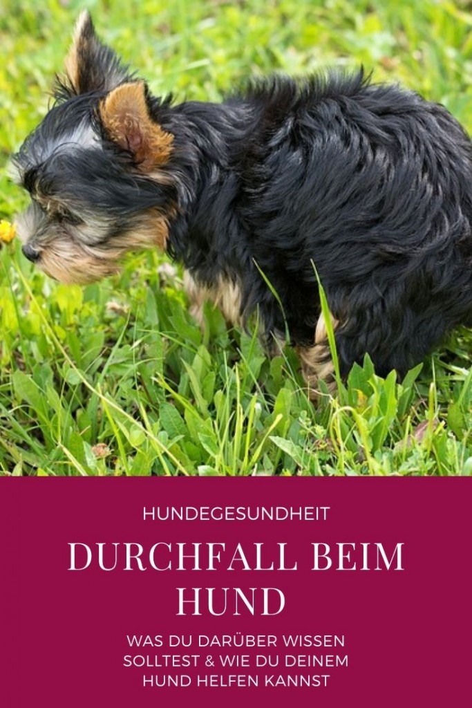 Durchfall beim Hund miDoggy Community