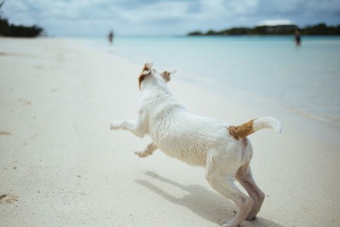 Hund weiss am strand