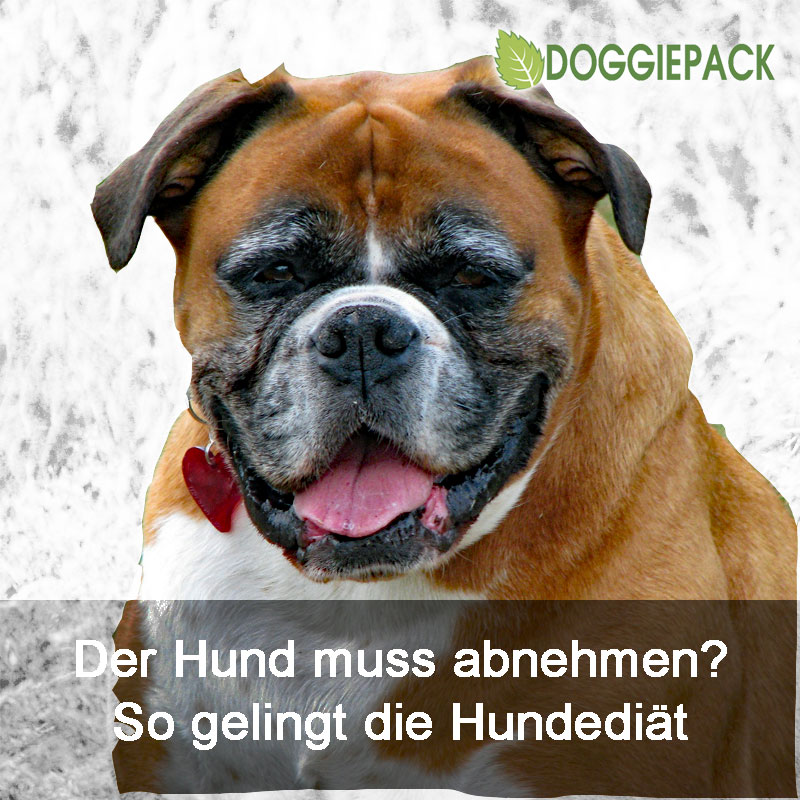 hundediaet_doggiepack
