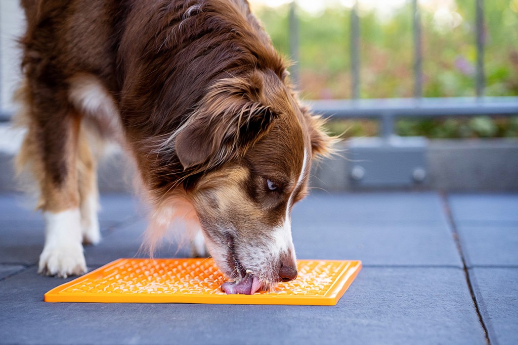 Do it yourself für Hunde die besten Anleitungen und Ratgeber