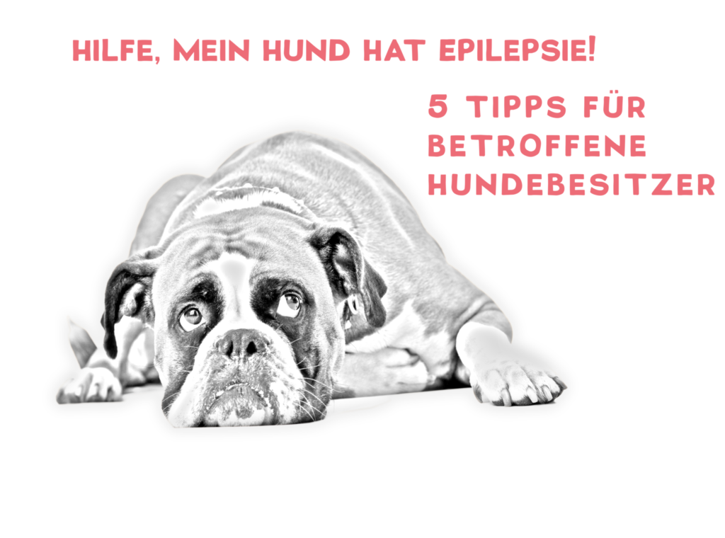 Hilfe, mein Hund hat Epilepsie! 5 Tipps für betroffene Hundebesitzer