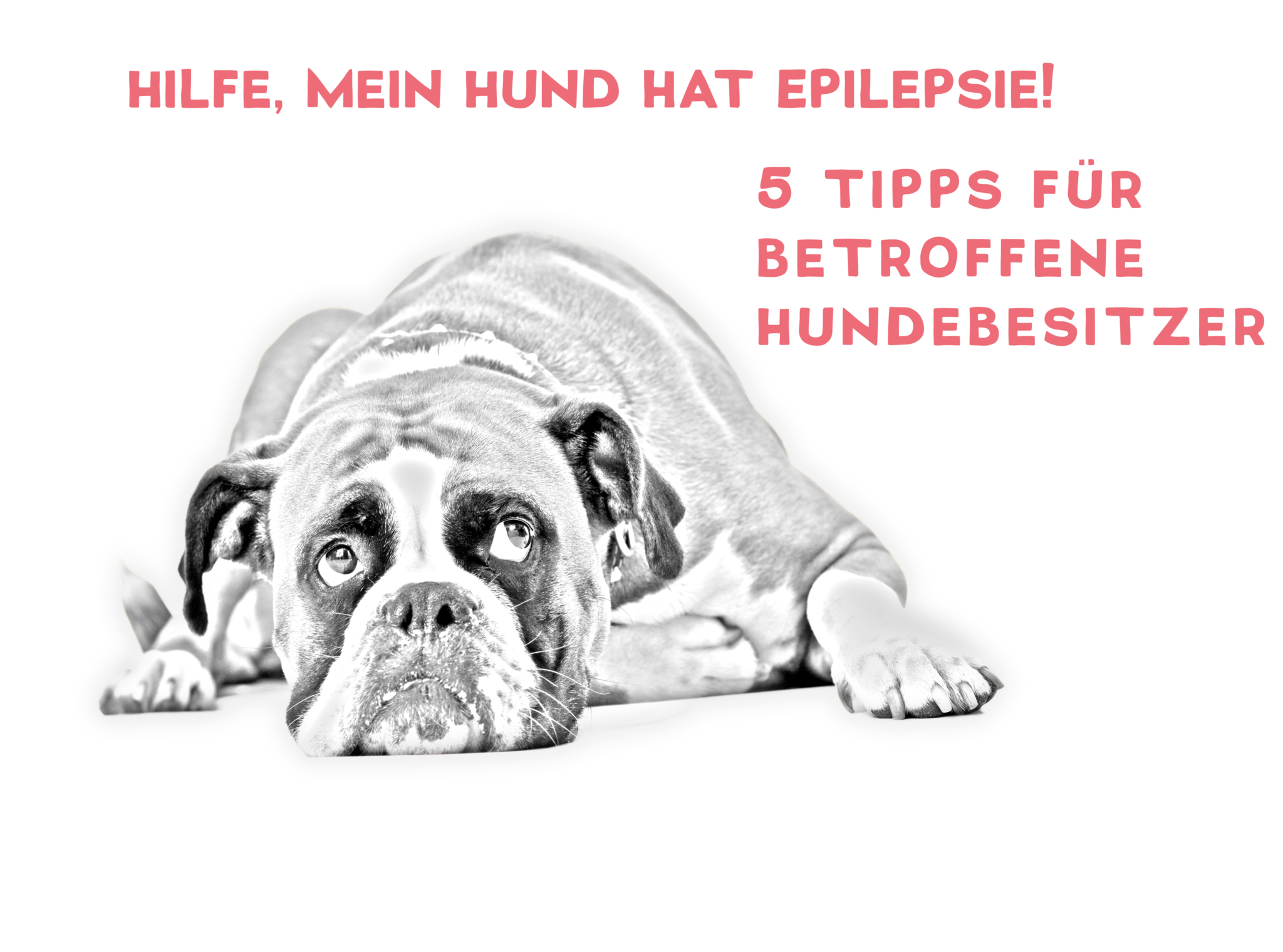 Epilepsie bei Hund Tipps für betroffene Hundebesitzer