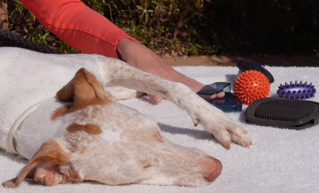 massage Hund mit hilfsmittel
