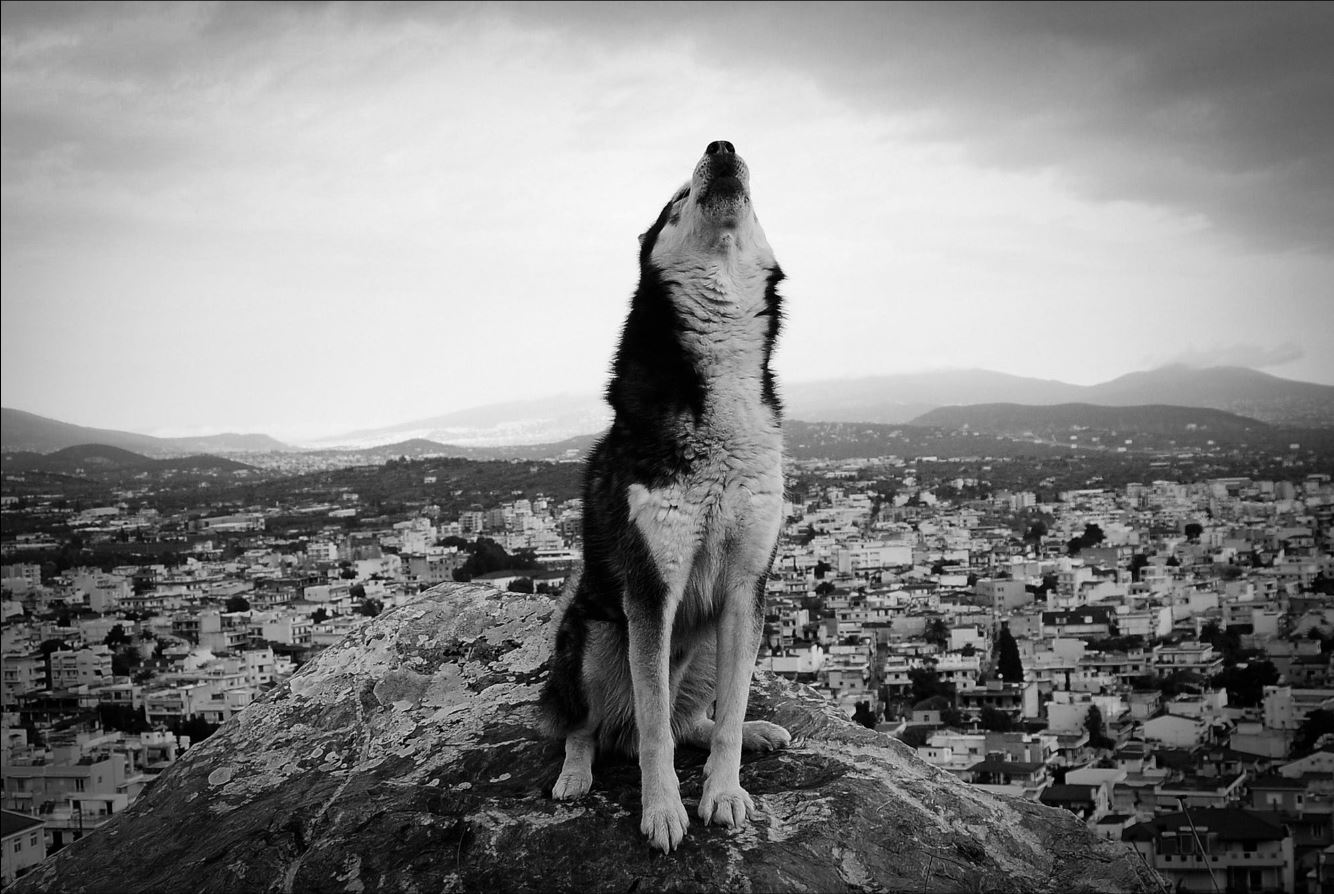 my wolf-marciej zajac photography