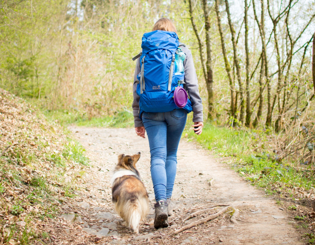 Wandern mit Hund in der Eifel