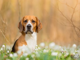 Beagle Timmy - Hund-Blog miDoggy 5