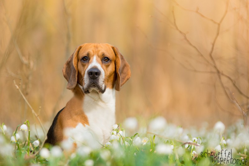 beagle-timmy-hund-blog-midoggy-5-2