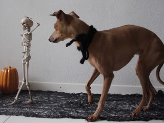 Halloween Monatspfoto Hundeblog miDoggy